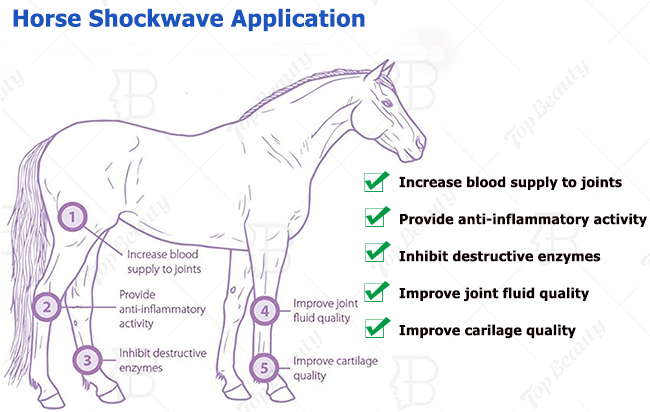 Terapia Equina por Onda de Choque Cuidados de Saúde Pet Produtos de Saúde Animal por Onda de Choque Máquina
